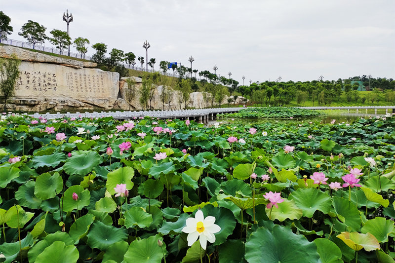 三合湖濕地公園內(nèi)的荷花開得正艷。黃亞輝攝