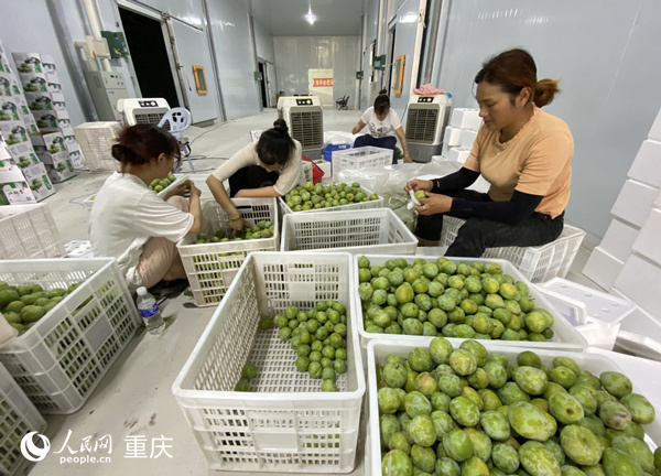 村民將仙桃李分級裝箱。人民網 劉政寧攝