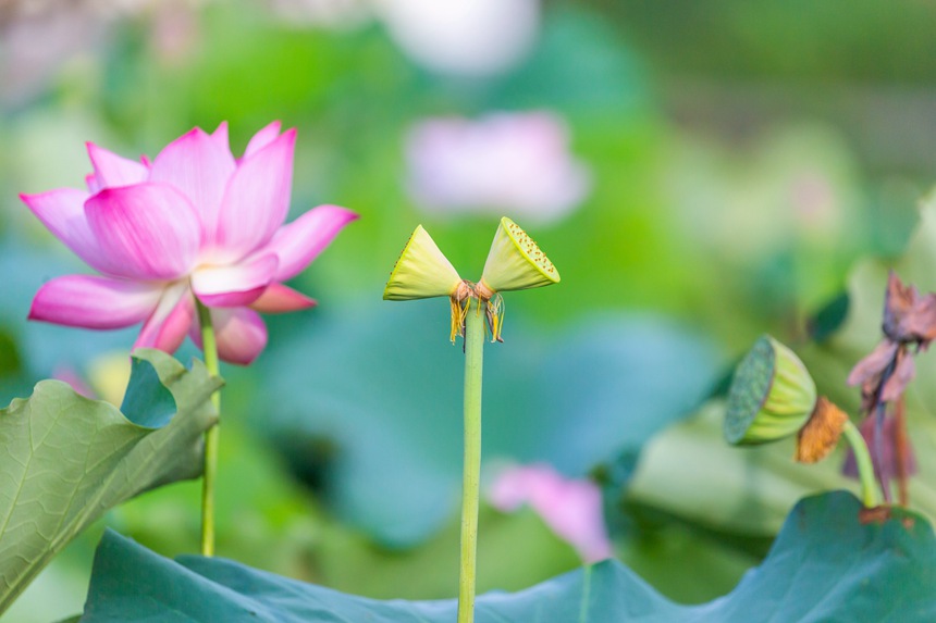 中江村荷花園并蒂蓮。瞿明斌攝