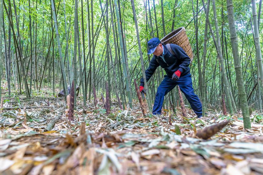 筍農在采摘方竹筍。瞿明斌攝