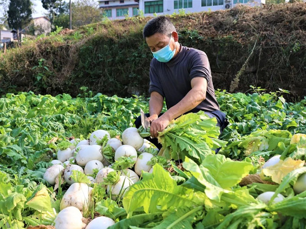 農戶收割草蔸蘿卜。綦江區融媒體中心供圖