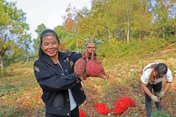 村民正在紅薯種植基地忙碌著采挖紅薯。趙勇攝