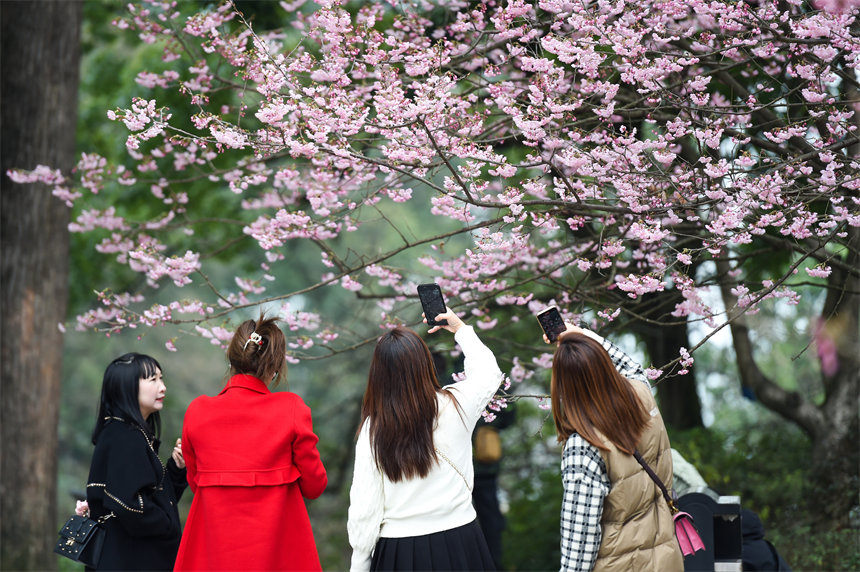 2月24日，南山植物園櫻花競相綻放，吸引不少游客前來賞花游玩。郭旭攝