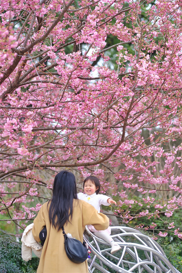 2月24日，南山植物園櫻花競相綻放，吸引不少游客前來賞花游玩。郭旭攝