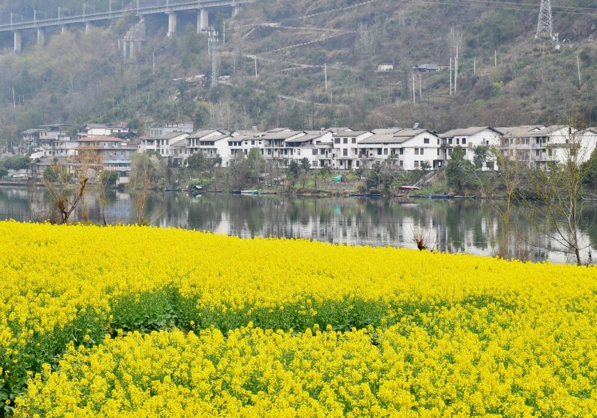 重慶市黔江區(qū)阿蓬江沿岸的油菜花。張瑜洋攝