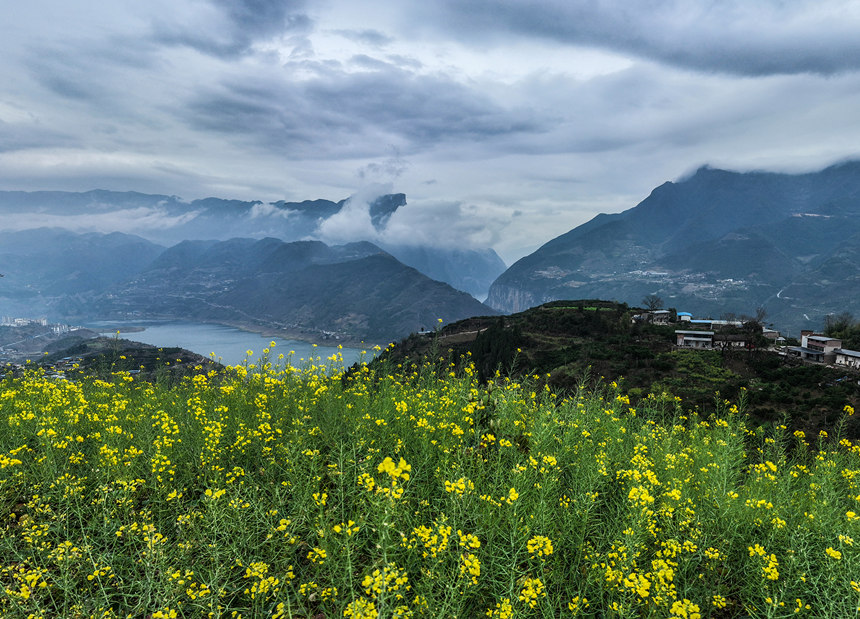 重慶奉節縣境內，瞿塘峽岸邊的油菜花。王正坤攝