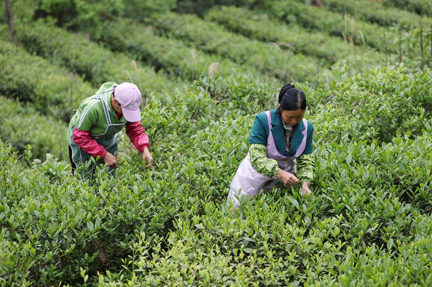 村民在茶葉種植基地采摘春茶。楊敏攝