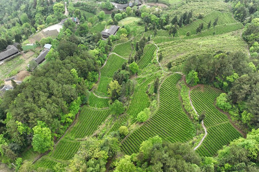 黔江區鵝池鎮社溪村茶葉種植基地。楊敏攝