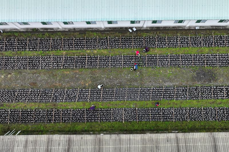 黔江區石會鎮食用菌基地。楊敏攝