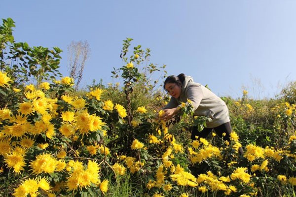 菊花采摘。璧山區中醫院供圖