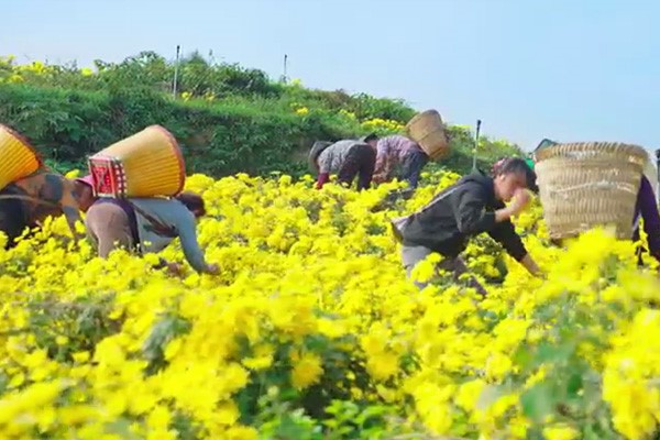 菊花采摘。璧山區中醫院供圖