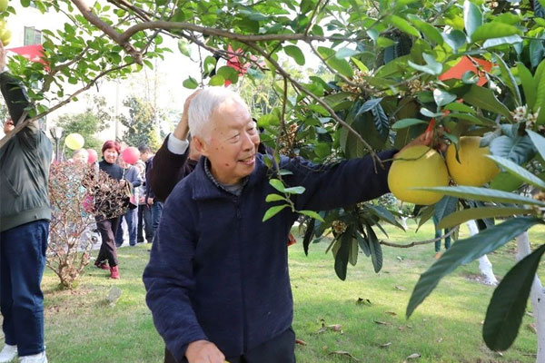 采摘柚子。兩江新區人民醫院供圖