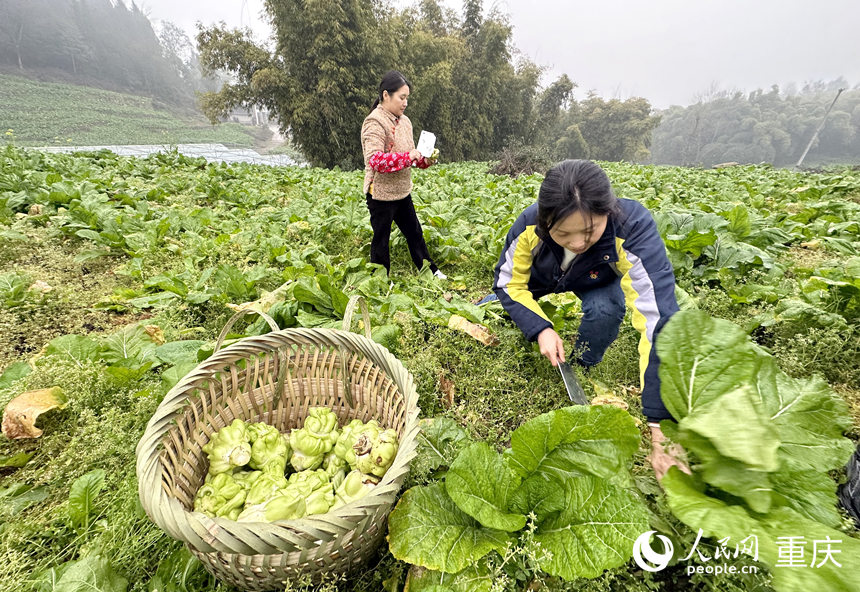 奚渝潔（右）在地里收砍青菜頭。人民網(wǎng)記者 劉政寧攝