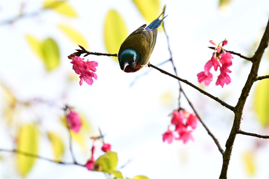 鳥兒在盛開的花兒上嬉戲、采食花蜜。郭旭攝