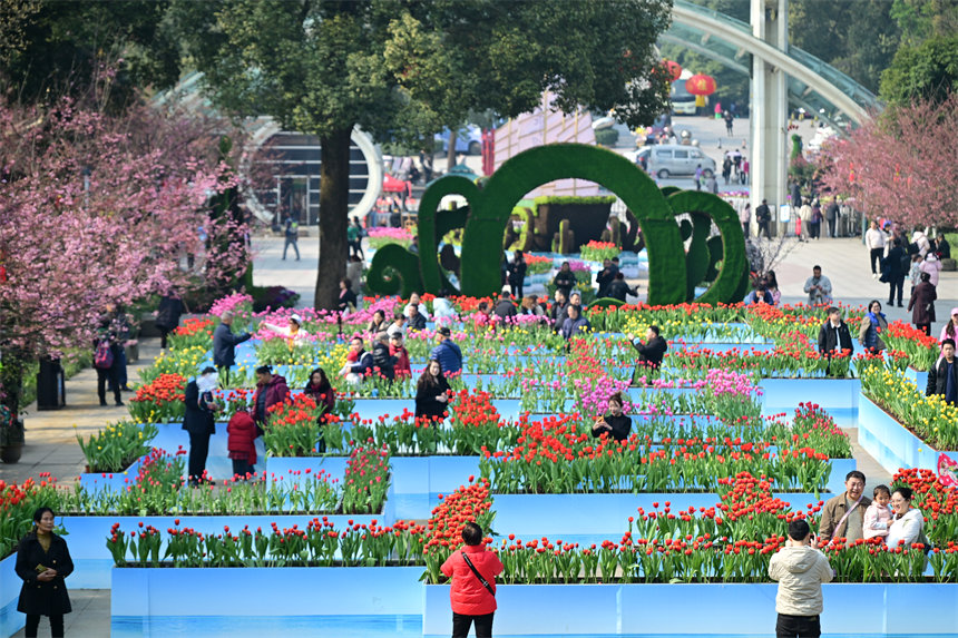 重慶南山植物園，市民游客前來賞花踏春歡度新春佳節。郭旭攝