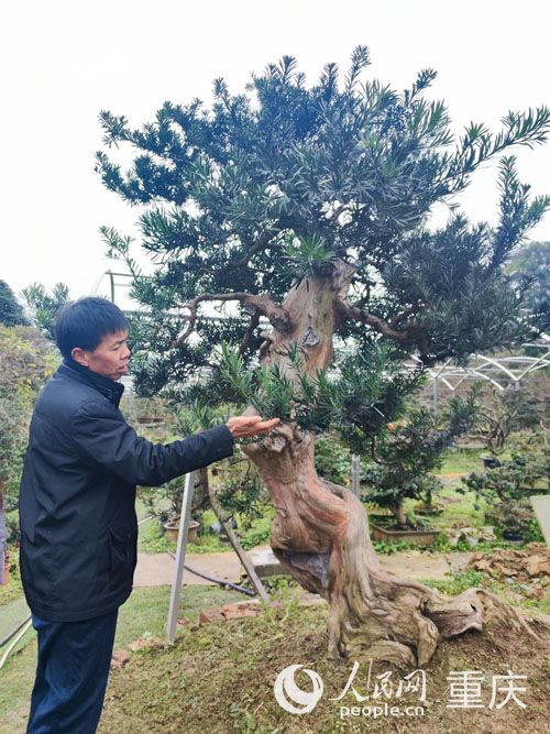 壽命高達300余年的羅漢松 人民網 陳琦攝