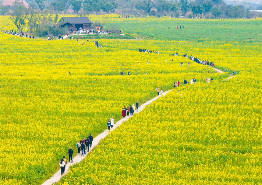 南岸區(qū)廣陽島，油菜花競相綻放，一片金黃，秀美如畫。郭旭攝