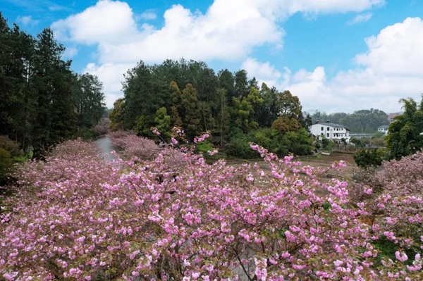 南川大觀鎮櫻花已綻放。唐英策攝