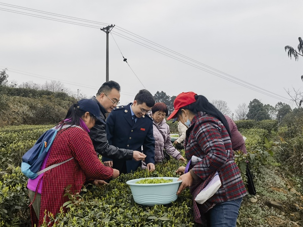 近日，永川區稅務人員來到重慶云嶺茶業科技有限責任公司的茶園，宣傳稅費政策，幫助茶農采茶。段順杰攝