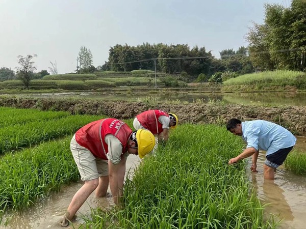 助農(nóng)服務(wù)隊下田間，幫助村民插秧搶春時。龍光明攝