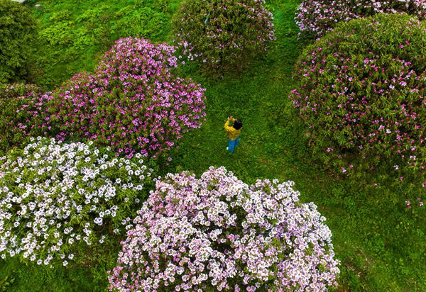 金佛山杜鵑花迎來最佳觀賞期。景區(qū)供圖