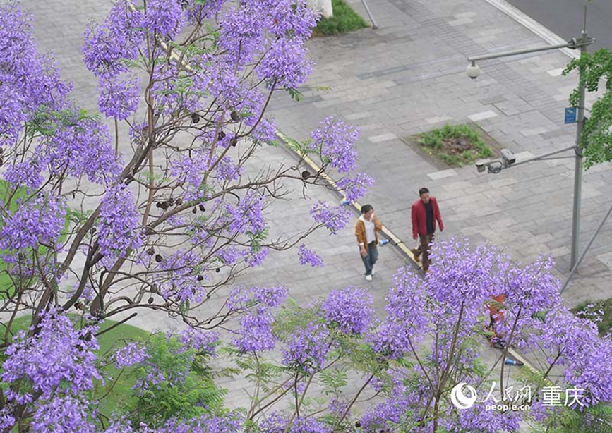 藍花楹裝點著城市的街道。 人民網(wǎng)記者 劉祎攝