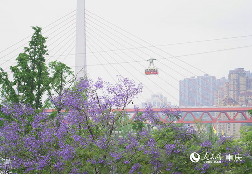 盛開的藍花楹成為城市的靚麗風景。 人民網(wǎng)記者 馮文彥攝