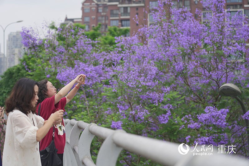 綻放的藍花楹吸引了眾多市民和游客前來打卡拍照。 人民網(wǎng)記者 馮文彥攝