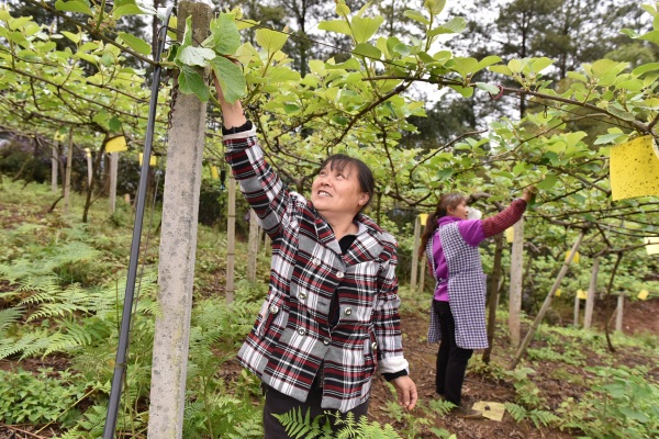 村民在青羊鎮獼猴桃基地務工。黃河攝