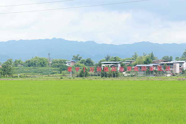 位于梁平區星橋鎮兩路村的高標準農田示范基地。向詩佳攝