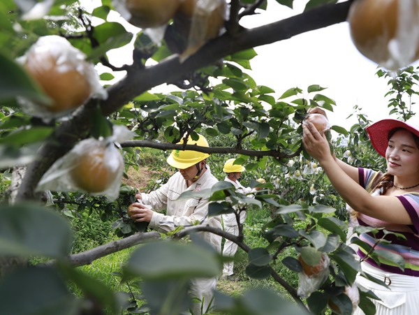 電力員工幫助采摘梨子。國網重慶永川供電公司供圖