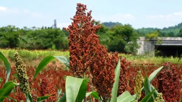 高粱紅來迎豐收。大足區融媒體中心供圖