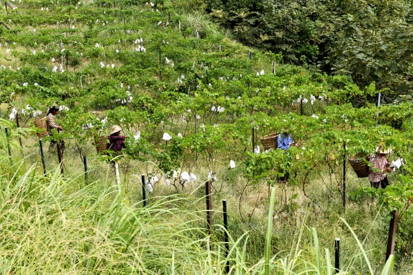 村民在基地采摘葡萄。景區(qū)供圖