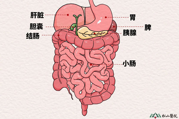 胰腺位置示意圖。重慶松山醫院供圖