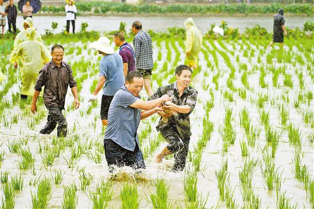 9月22日，梁開合作示范園，賽農(nóng)人“豐”彩環(huán)節(jié)，村民在參加稻田摸魚活動(dòng)。通訊員 向成國 攝/視覺重慶