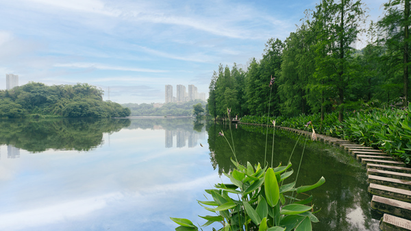 彩云湖國家濕地公園。九龍坡區(qū)生態(tài)環(huán)境局供圖